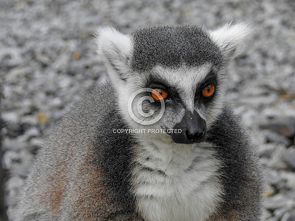 Ring-tailed Lemur