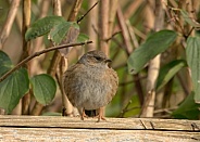 Dunnock