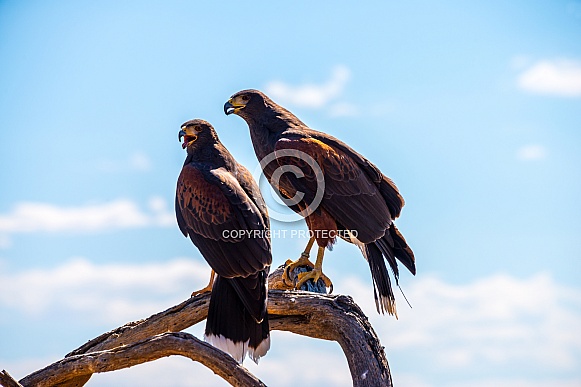 Harris Hawks Harris Hawks