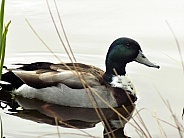 Male mallard duck on the water