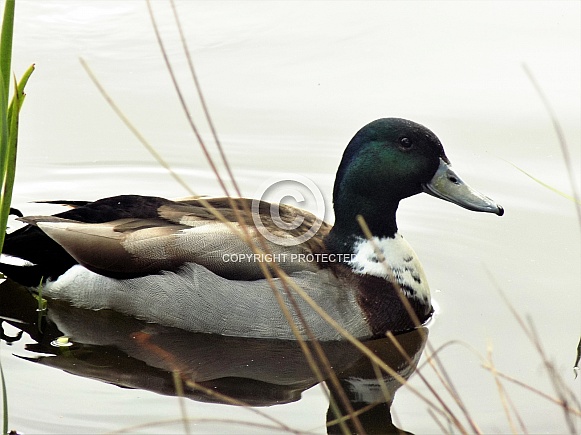 Male mallard duck on the water