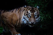 Sumatran tiger