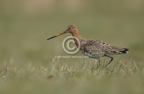 Black-tailed godwit