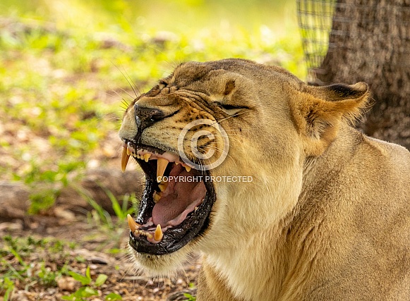 Female African Lions Female African Lions