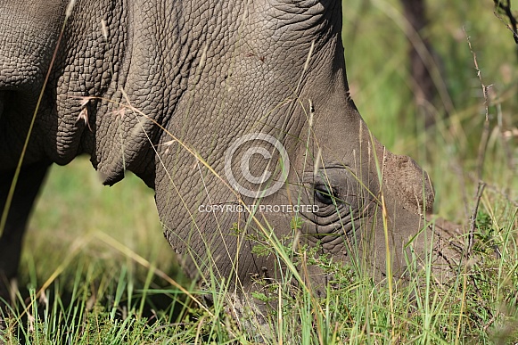 Rhino up close in the wild