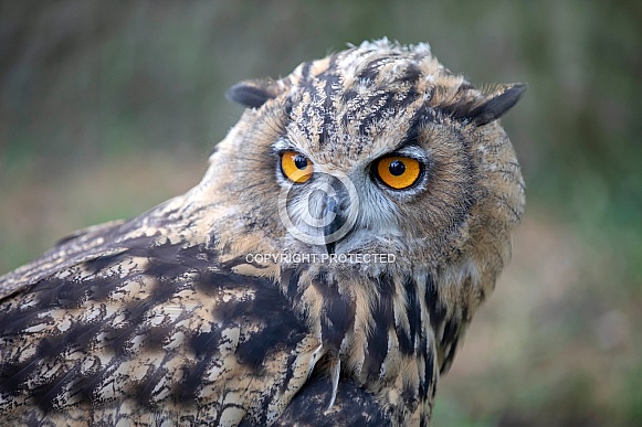 Eurasian Eagle Owl (Bubo Bubo) Eurasian Eagle Owl (Bubo Bubo)