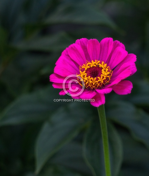 Zinnia Zinnia