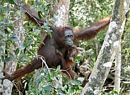 Mother and baby Orangutans