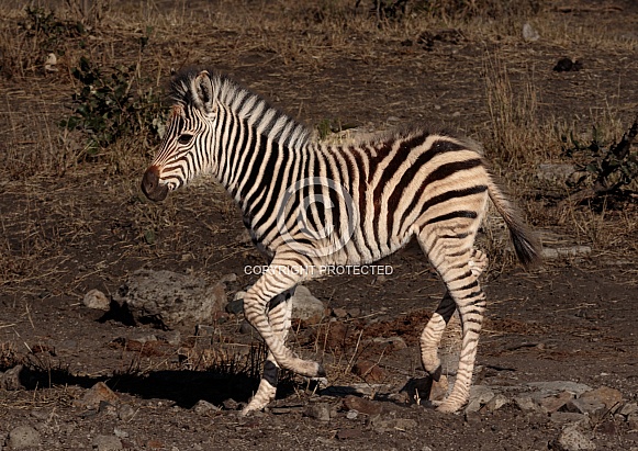Zebra Zebra