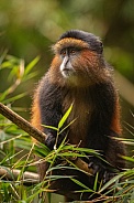 Wild and rare golden monkey