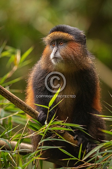 Wild and rare golden monkey