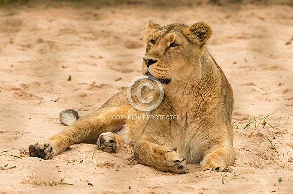 Asiatic Lion Asiatic Lion