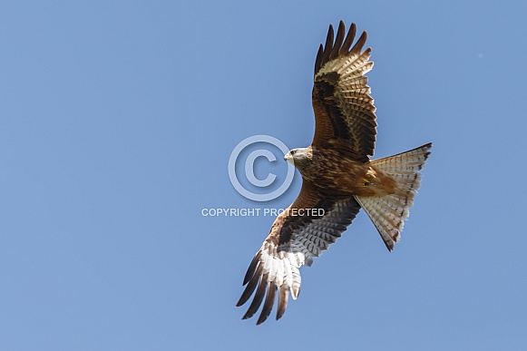 Red Kite