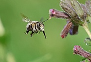 Hairy footed Flower Bee