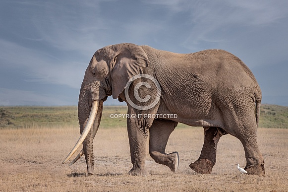 African Bush Elephant