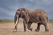 African Bush Elephant
