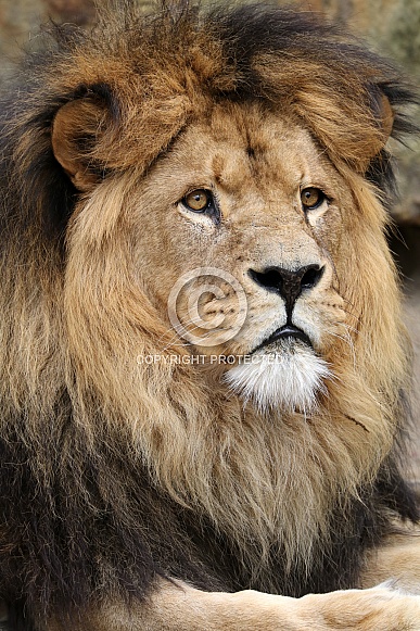 Lion (Panthera Leo)