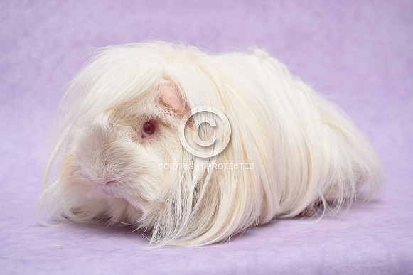 baby peruvian guinea pig