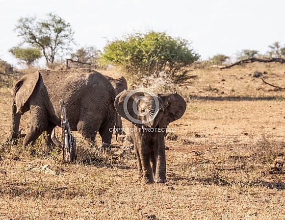 African Elephant