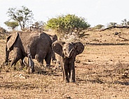 African Elephant