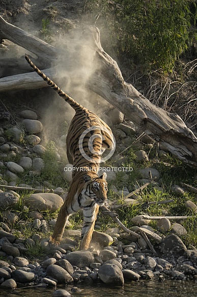 Tiger (4 of 4)