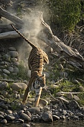 Tiger (4 of 4)