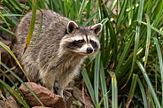 Raccoon Full Body Perched Standing On Rock