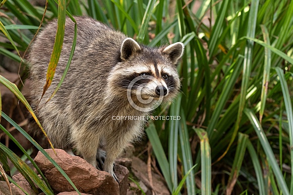 Raccoon Full Body Perched Standing On Rock Raccoon Full Body Perched Standing On Rock