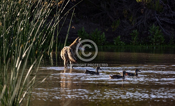 Coyote