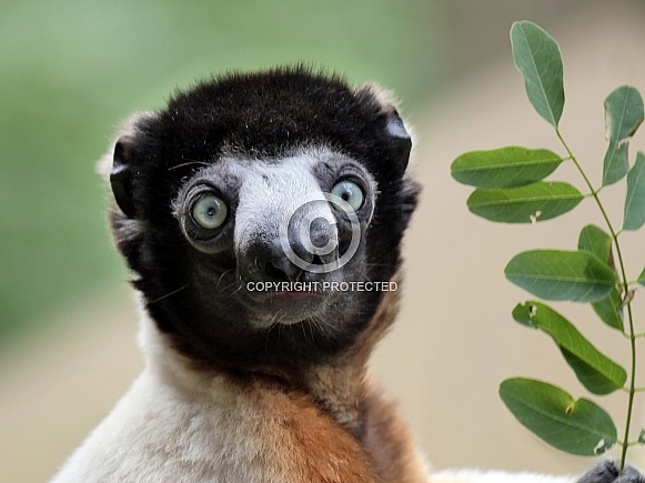 Crowned Sifaka