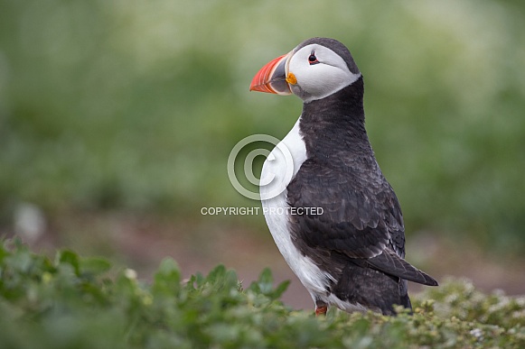 Puffin the birds from the arctic.