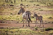 zebra and foal