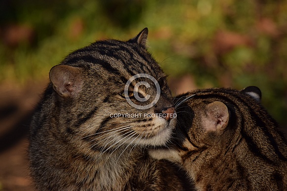 Fishing cat Fishing cat