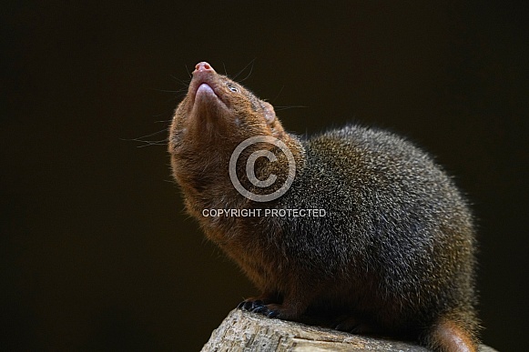 Common Dwarf Mongoose Common Dwarf Mongoose