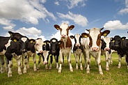 Dutch Cow and Cows