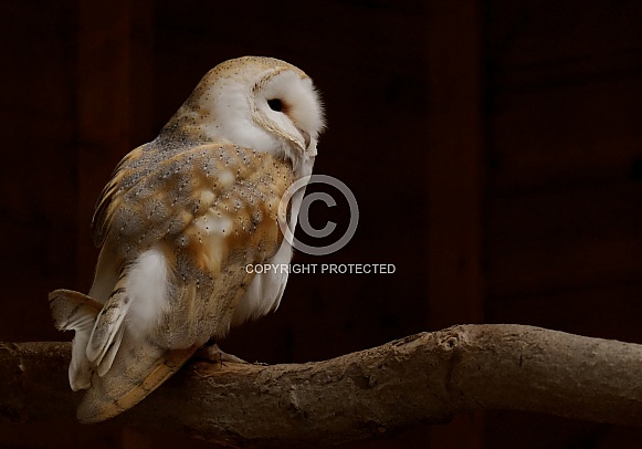 Barn owl Barn owl