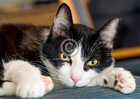 Black and White Cat Black and White Cat