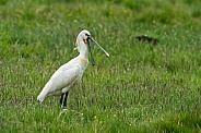 The Eurasian spoonbill