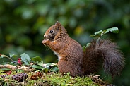 Red Squirrel