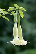 Datura Brugmansia ( Brugmansia suaveolens)