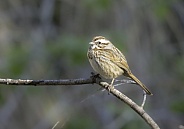 A Song Sparrow in Arizona