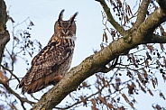The Eurasian eagle-owl (Bubo bubo)