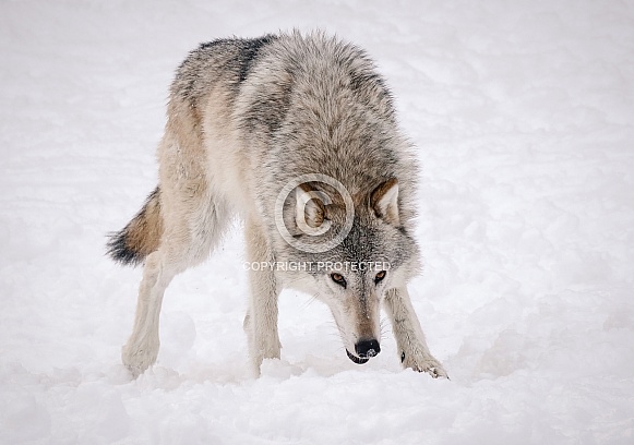 Coyote