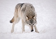 Coyote