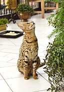 Savannah Cat, F1