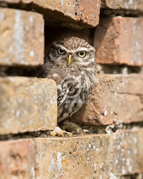 Little Owl