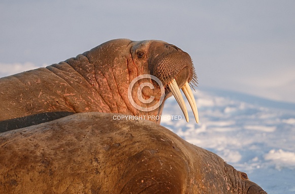 Walrus at Spitsbergen Walrus at Spitsbergen