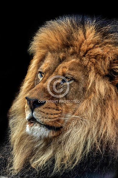 Lion---African Lion Lion---African Lion