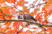 Blue Jay and red maple leaves