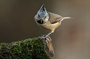 The crested tit or European crested tit